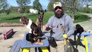 Puppy Housebreaking Secrets [upl. by Layod]