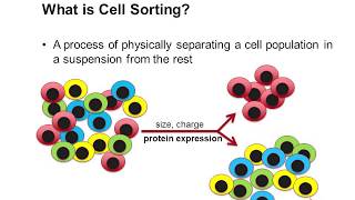 Cell Sorting Using Flow Cytometry [upl. by Letch]