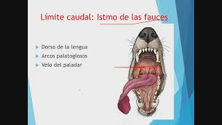 Sistema digestivo del perro [upl. by Ahsener355]