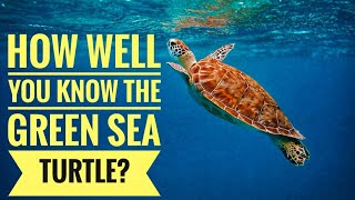 Green Sea Turtle  Description Characteristics and Facts [upl. by Miehar268]