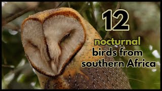 12 nocturnal bird calls from southern Africa [upl. by Beata]