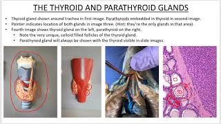 Thyroid and parathyroid glands [upl. by Sleinad235]