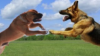 American Staffordshire terrier VS German Shepherd Dog Highlights [upl. by Jaenicke]