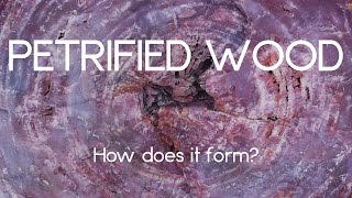 How petrified wood forms [upl. by Mannuela]