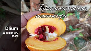 Cembirit Tabernaemontana macrocarpa  part 2 [upl. by Yona]