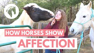 How Horses Show Affection to Humans [upl. by Torras150]