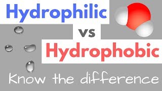 Hydrophilic vs Hydrophobic  Substances  Cell Membranes [upl. by Royo]