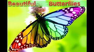 10 Beautiful Butterflies And Usual Butterflies  Video [upl. by Tinor569]