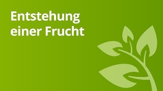 Wie Früchte entstehen der Apfel  Biologie  Pflanzen und Pilze [upl. by Ysle]