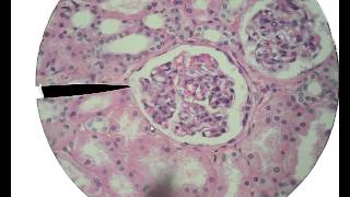 Histology for Beginners [upl. by Alexio]