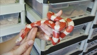 How to Care for KingsnakesMilksnakes plus fun facts [upl. by Hana727]