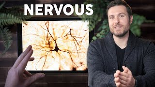 Nervous Tissue Histology Explained for Beginners [upl. by Damalus642]