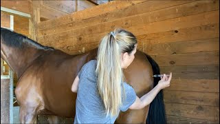 How To Administer IM Horse Vaccine In Butt Vs Neck [upl. by Grover]