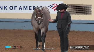 2020 AQHA Select Performance Halter Stallions [upl. by Lawlor]