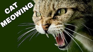 Cat Sound Effect  Cat Meowing [upl. by Amar390]