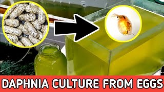 HOW TO HATCH DAPHNIA EGGS  HOW TO CULTURE DAPHNIA [upl. by Essyle937]