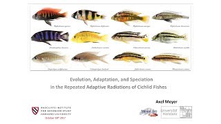 Evolution Speciation and Adaptation of Cichlid Fish  Axel Meyer  Radcliffe Institute [upl. by Nommad869]