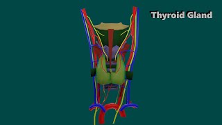 3D Anatomy of Thyroid gland [upl. by Alicea]