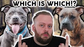 AMERICAN STAFFORDSHIRE TERRIER or STAFFORDSHIRE BULL TERRIER Whats The Difference [upl. by Gill227]