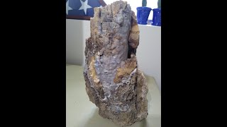 How to find Blue Forest Petrified Wood [upl. by Nov]