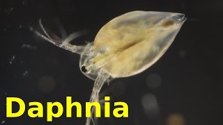 Daphnia [upl. by Eppesiug]