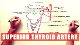 Anatomy Tutorial  Superior Thyroid Artery [upl. by Iilek]