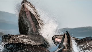 How whales mate  marine mammal adaptations  Prof TRACEY ROGERS UNSW Sydney Australia [upl. by Naie998]