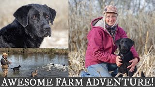 Labrador Retriever and English Springer Spaniel Training  Awesome Farm Adventure [upl. by Darees223]