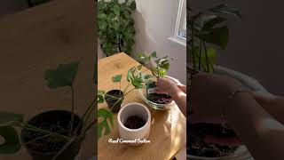 Styling A Rhaphidophora tetrasperma  Houseplants [upl. by Chaille]