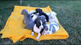 Staffordshire Terrier Amstaff Adorable Puppies Compilation  Cuteness Overload [upl. by Kuo596]