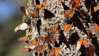 Monarch Butterflies Great Migration [upl. by Croner869]