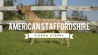 AMERICAN STAFFORDSHIRE TERRIER LEGENDARY SIERRA STAFFS [upl. by Hadias]