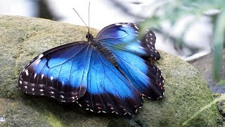 Blue Morpho Butterflies Morpho peleides [upl. by Kristina]