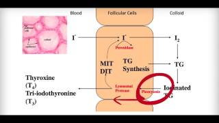 Thyroid Gland Anatomy Histology and Functions [upl. by Akimahc]