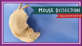 Mouse Dissection  Of Mice and Men EDU [upl. by Robina]