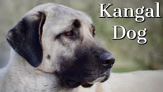 Kangal Dog  Is it right for you [upl. by Secor]