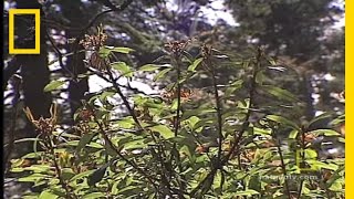 Monarch Butterflies  National Geographic [upl. by Magavern]