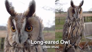 Owl  Longeared Owl Bird Call and Pictures for Teaching BIRDSONG [upl. by Meuse]