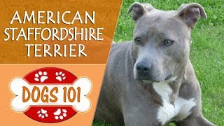 Dogs 101  AMERICAN STAFFORDSHIRE TERRIER  Top Dog Facts About the AMERICAN STAFFORDSHIRE TERRIER [upl. by Lurline260]