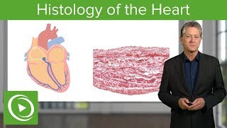 Histology of the Heart – Histology  Lecturio [upl. by Bertrand]