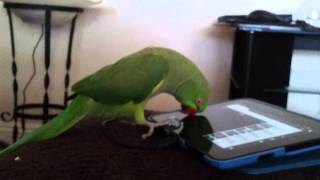 Indian ringneck parrot talking [upl. by Berner196]