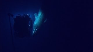 Rare Sperm Whale Encounter with ROV  Nautilus Live [upl. by Kippy]