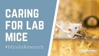 Caring for laboratory mice [upl. by Triny]