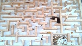 Bigger tighter mouse maze experiments [upl. by Redyr]