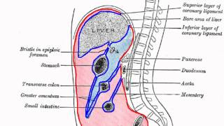 Peritoneal Cavity  Part 1  Anatomy Tutorial [upl. by Nala]