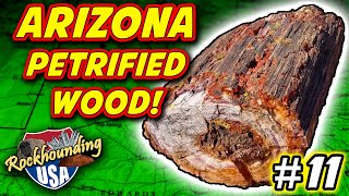 Stunning Petrified Wood from Holbrook Arizona DoBell Ranch [upl. by Yrelbmik]