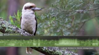 Kookaburra Sound amp Calls  The iconic sound of a Laughing Kookaburra calling in the Aussie bush [upl. by Berfield715]