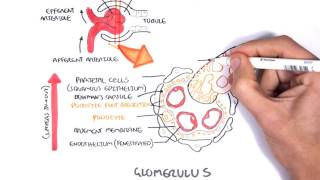 Nephrotic Syndrome  Types and pathology histology [upl. by Prudence]