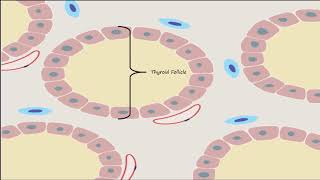 Thyroid Part 1  Thyroid Gland Structure and Calcitonin [upl. by Gnilrac536]