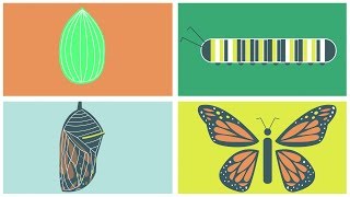 The Butterfly Life Cycle [upl. by Lindholm]